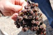Tips To Identify Rotten Grape